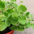 Hogyan ülni muskátli (Pelargonium) dugvány és megosztása a bokor, videó és fotók