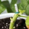 Hogyan ülni muskátli (Pelargonium) dugvány és megosztása a bokor, videó és fotók