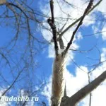 Ami híg mázzal a fák, hut (fák) Hogyan szaporodnak a meszelés fák, vendégház