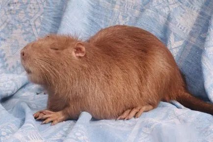 Hogyan növény, és nő nutria