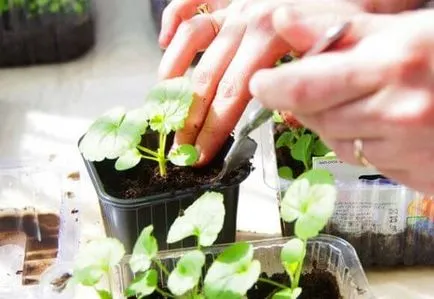 Hogyan ülni muskátli (Pelargonium) dugvány és megosztása a bokor, videó és fotók
