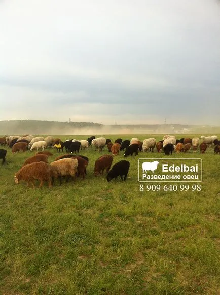 Hogyan szaporodnak juh és juh, ötleteket, tanácsokat és feltételek