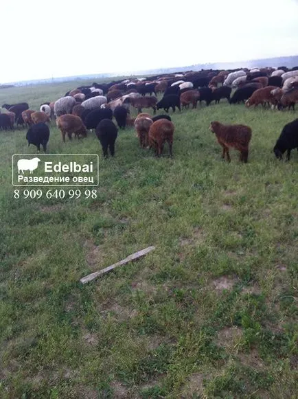 Hogyan szaporodnak juh és juh, ötleteket, tanácsokat és feltételek