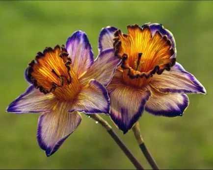 Hogyan növény nárciszok az ősszel - gondoskodni nárcisz (Narcissus) Hogyan növény nárciszok az ősszel - ellátás nárcisz