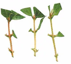 Perfoliate lonc tenyésztési bokor (dugványok, magvak, rétegződés) (Perfoliate lonc szaporodás) Perfoliate lonc tenyésztési bokor (dugványok, magvak, rétegződés)