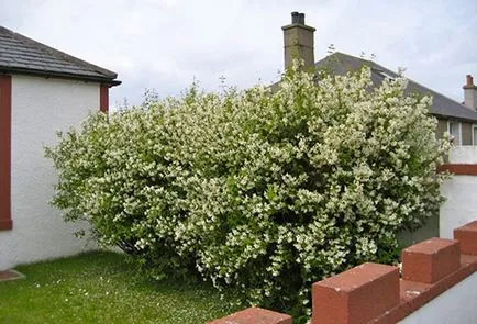 Jasmine, cserjék ültetése és gondozása a nyílt területen (ellátás) Jasmine, cserjék ültetése és gondozása a nyílt terepen