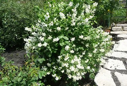 Jasmine, cserjék ültetése és gondozása a nyílt területen (jázmin) Jasmine, cserjék ültetése és gondozása a nyílt terepen