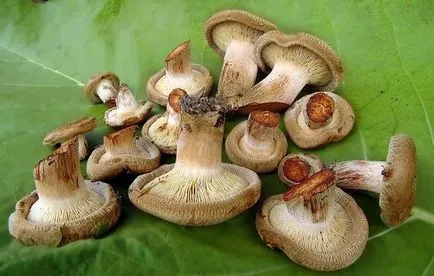 Ahogy só svinuhi otthon és egyszerűen finom