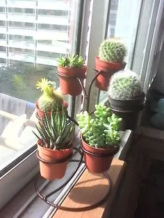 Cactus - a termesztési és ápolási tanácsok