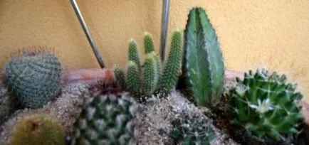Cactus - a termesztési és ápolási tanácsok