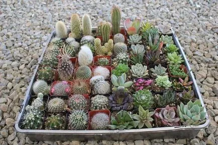 Cactus - a termesztési és ápolási tanácsok