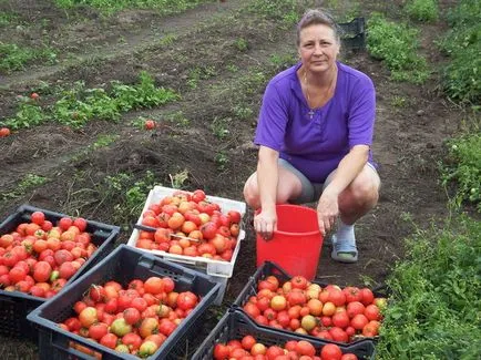 Hogyan védi a területet a paradicsom burgonyavész