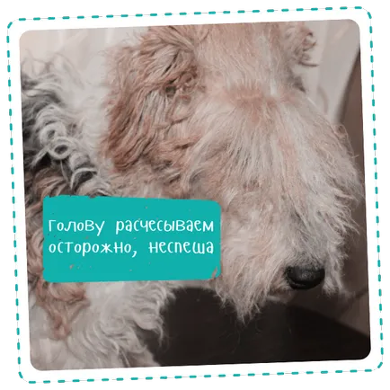 Ahogy trimmingovat kutya