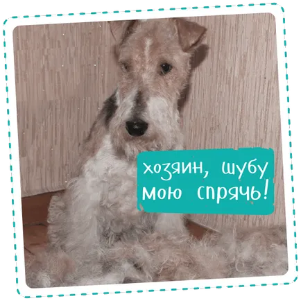 Ahogy trimmingovat kutya
