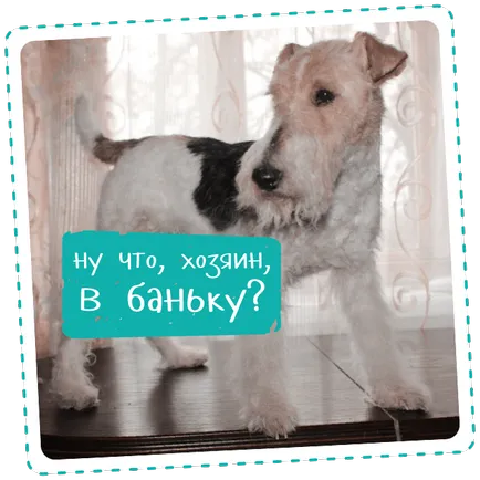 Ahogy trimmingovat kutya
