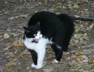 Hogyan nyugodt agresszív macska, hogyan nyugodt a macska agresszív viselkedés (cat) Hogyan nyugodt agresszív macska, hogyan nyugodt a macska agresszív viselkedés