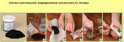 Hogyan törődik ciklámen az otthoni, tippeket fotó (receptek) Hogyan törődik ciklámen otthon fotó tippek