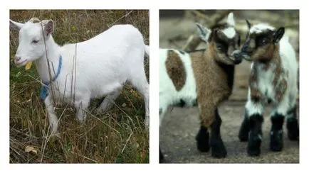 Honnan tudom, hogy hány él kecske időtartama különböző fajták (időtartam) Honnan tudom, hogy hány él kecske időtartama különböző fajták