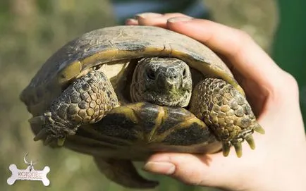 Hogyan törődik a föld teknős otthon