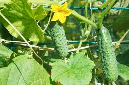 Hogyan törődik uborka a nyílt terepen, a kertben () (uborka) Hogyan törődik uborka a nyílt terepen, a kertben ()