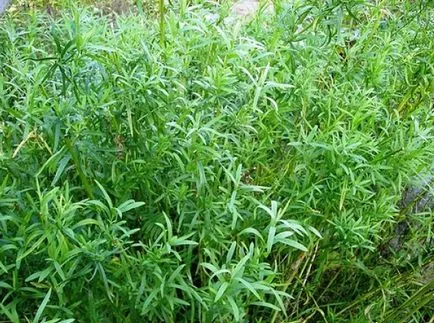 Úgy néz ki, mint az üröm képet üröm, egy érdekes oldal! Fényképek, videók és Infa! (Tavricheskaya) Úgy néz ki, mint az üröm képet üröm, egy érdekes oldal! Fényképek, videók és Infa!