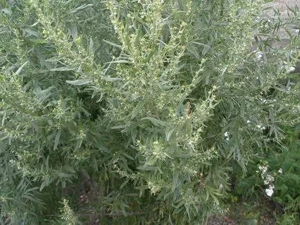 Úgy néz ki, mint az üröm képet üröm, egy érdekes oldal! Fényképek, videók és Infa! (Fotó üröm) Úgy néz ki, mint az üröm képet üröm, egy érdekes oldal! Fényképek, videók és Infa!