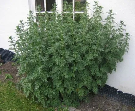 Úgy néz ki, mint az üröm képet üröm, egy érdekes oldal! Fényképek, videók és Infa! (Enyhe) Úgy néz ki, mint az üröm képet üröm, egy érdekes oldal! Fényképek, videók és Infa!