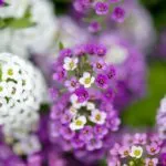 Hogyan növekszik a magok ageratum otthon