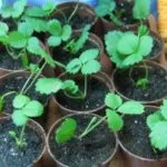 Hogyan növekszik a magok ageratum otthon