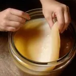 Hogyan növekszik a kombucha a semmiből otthon, és vigyázni rá (tea) Hogyan növekszik a kombucha a semmiből otthon, és törődnek vele