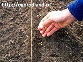 Hogyan gyorsítható hozamok sárgarépa (jó szomszédok a kertben egy) Hogyan gyorsítható hozamok sárgarépa