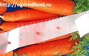 Hogyan gyorsítható hozamok sárgarépa (sárgarépa növekszik a terméshozam) Hogyan gyorsítható hozamok sárgarépa