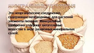Hogyan gyorsítható hozamok sárgarépa (jó szomszédok a kertben egy) Hogyan gyorsítható hozamok sárgarépa