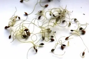 Hogyan növekszik clematis magról a kertben