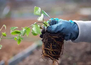 Hogyan növekszik clematis magról a kertben