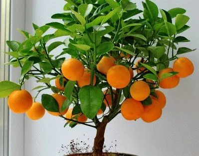 Hogyan növekszik a mandarin a csontok otthon, szeretem a kertben