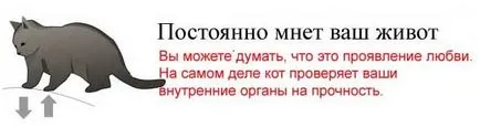 Hogyan hogy megtudja, mi a macskát akar ölni