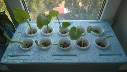 Hogyan növekszik Calla liliom a kertben ültetés és karbantartás (kert) Hogyan növekszik Calla liliom a kertben ültetés és gondozás