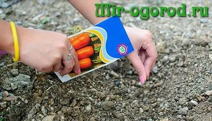 Hogyan növekszik egy nagy répa