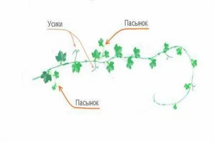 Hogyan növekszik a dinnye - titkait kapok egy jó termés (dinnye) Hogyan növekszik a dinnye - titkait kapok egy jó termés