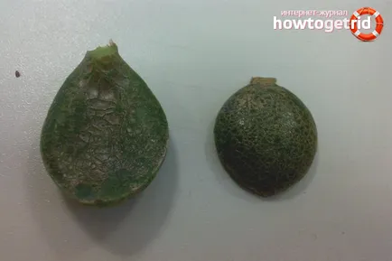Hogyan növekszik a pénz fa otthon