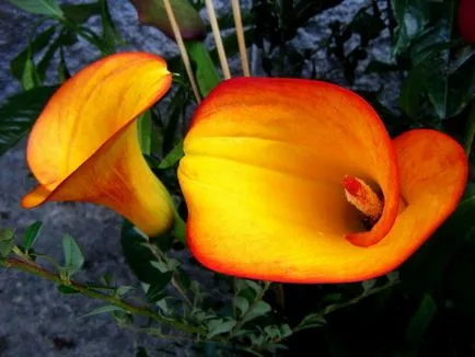 Hogyan növekszik Calla liliom a kertben ültetés és gondozás (nő) Hogyan növekszik Calla liliom a kertben ültetés és gondozás