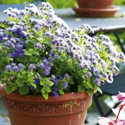 Hogyan növekszik a magok ageratum otthon