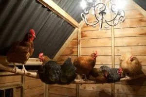 Téli coop építeni saját kezűleg