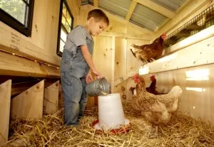 Téli coop építeni saját kezűleg