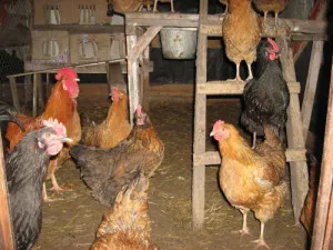 Téli coop építeni saját kezűleg