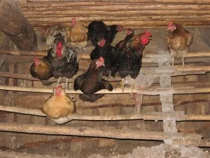 Téli coop építeni saját kezűleg