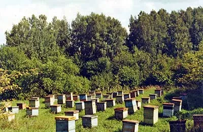 „Bee” Journal - kezelésére méhek a különböző betegségek (betegségek) „Bee” Journal - kezelésére méhek a különböző betegségek