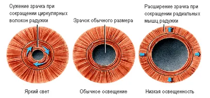 Tanuló a szem - a szerkezet és a funkció, diagnózis és a betegség - helyszíni - Moszkva Ophthalmology (reakció fényforrás) Tanuló a szem - a szerkezet és a funkció, a diagnózis és a betegség - site - Moszkva Szemészet