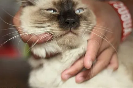 Star „cat mi macskák, mint a hírességek
